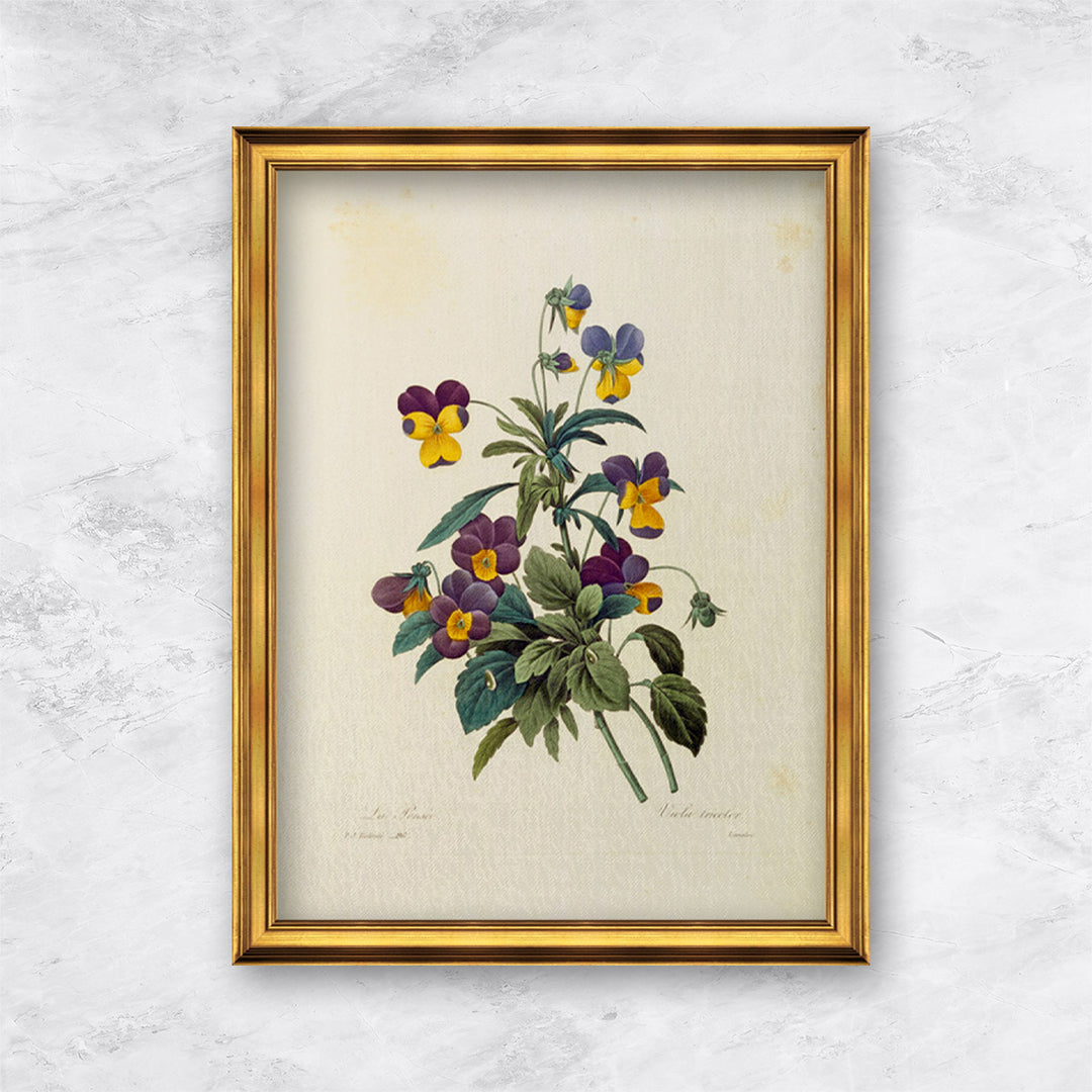 "Pansy" | Pierre Joseph Redouté