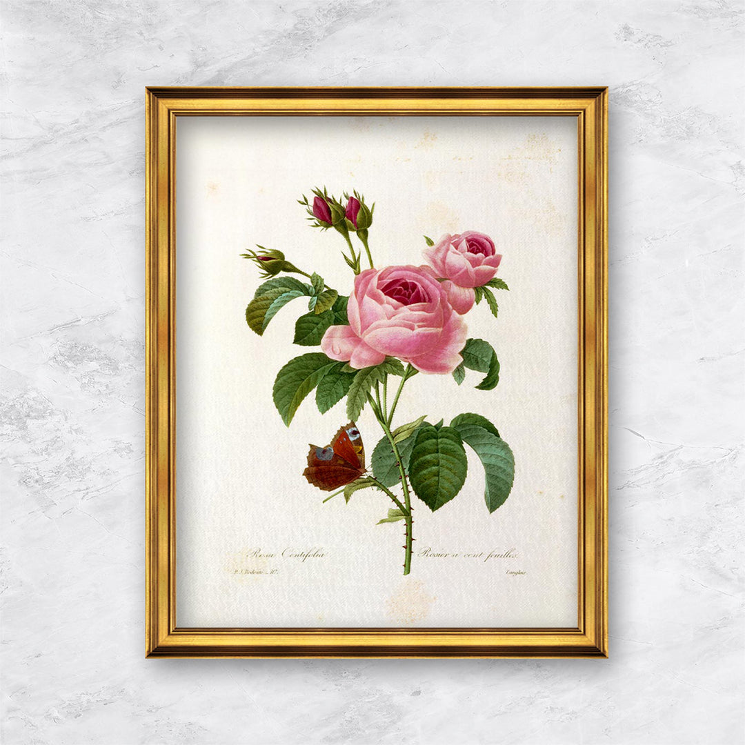 "Rosa Centifolia" | Pierre Joseph Redouté