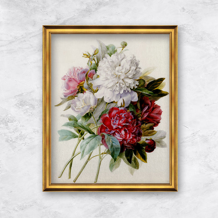 "A Bouquet Of Red, Pink And White Peonies" | Pierre Joseph Redouté