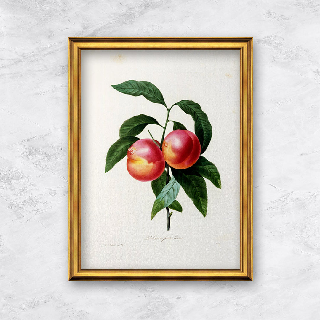 "Nectarine" | Pierre Joseph Redouté