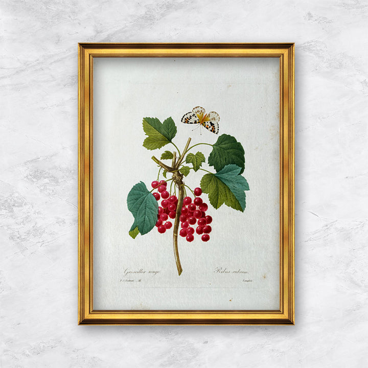 "Redcurrant" | Pierre Joseph Redouté