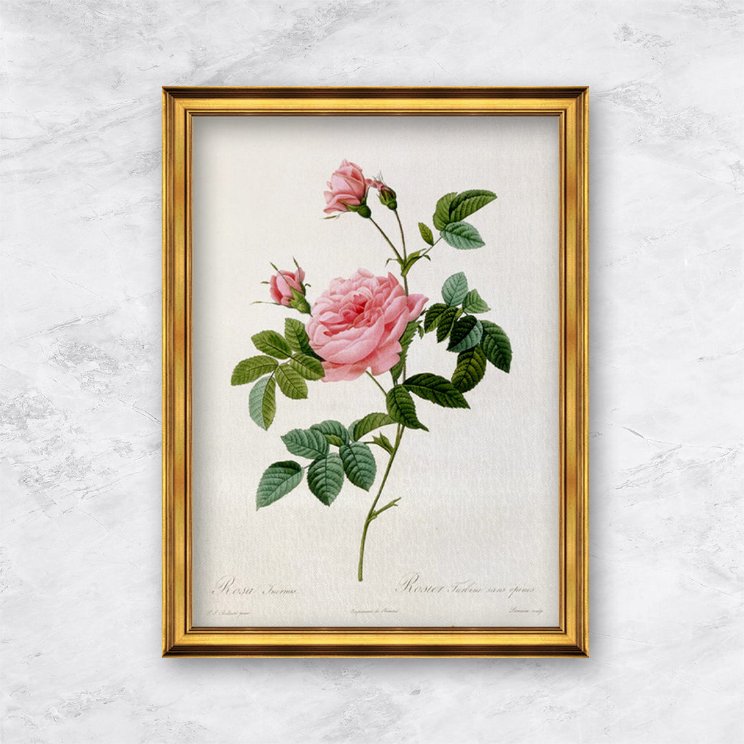 "Rosa Inermis" | Pierre Joseph Redouté