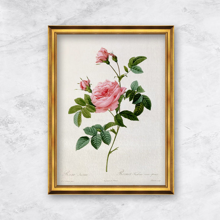 "Rosa Inermis" | Pierre Joseph Redouté