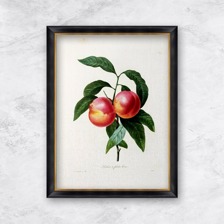 "Nectarine" | Pierre Joseph Redouté