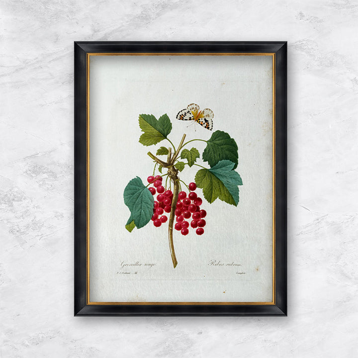 "Redcurrant" | Pierre Joseph Redouté