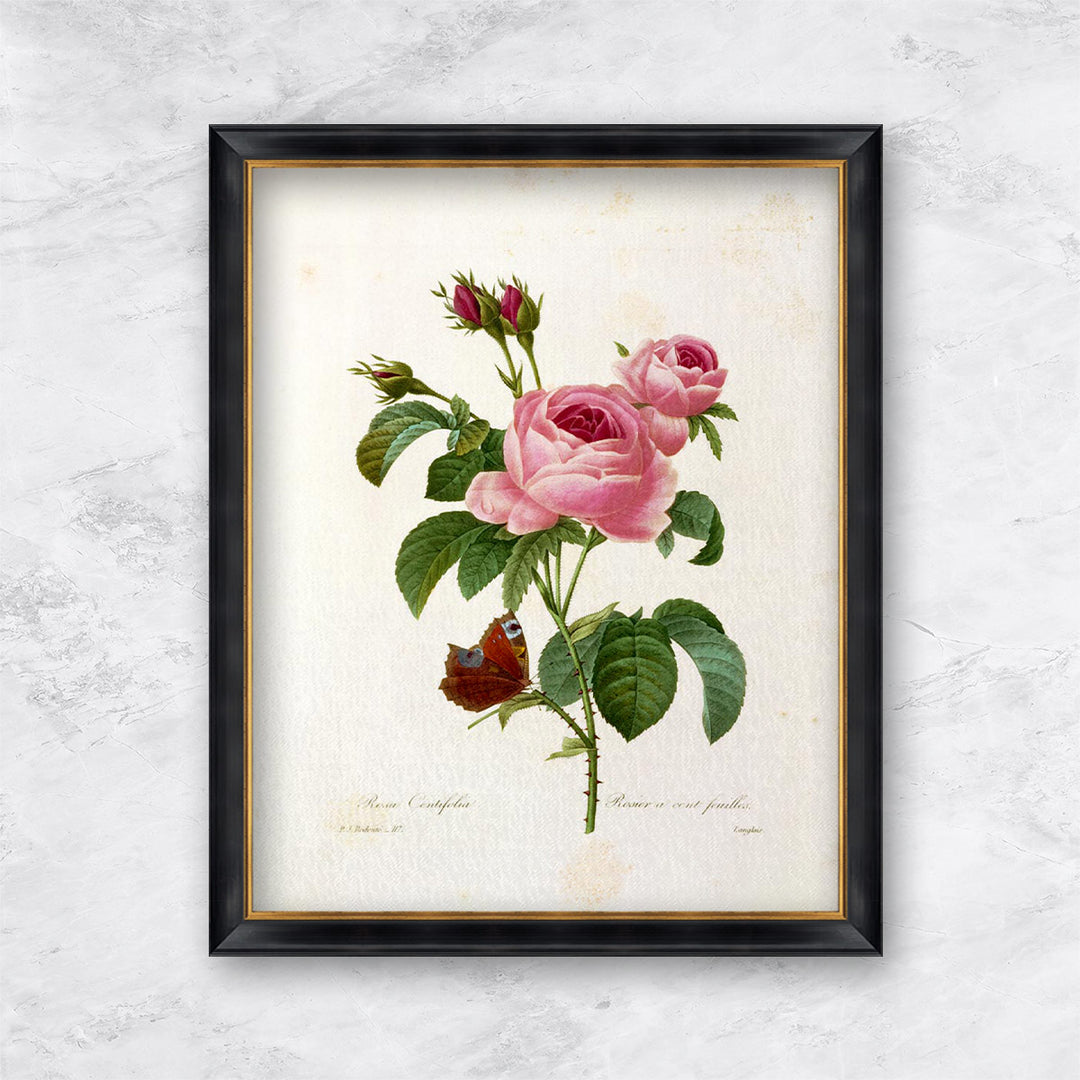 "Rosa Centifolia" | Pierre Joseph Redouté