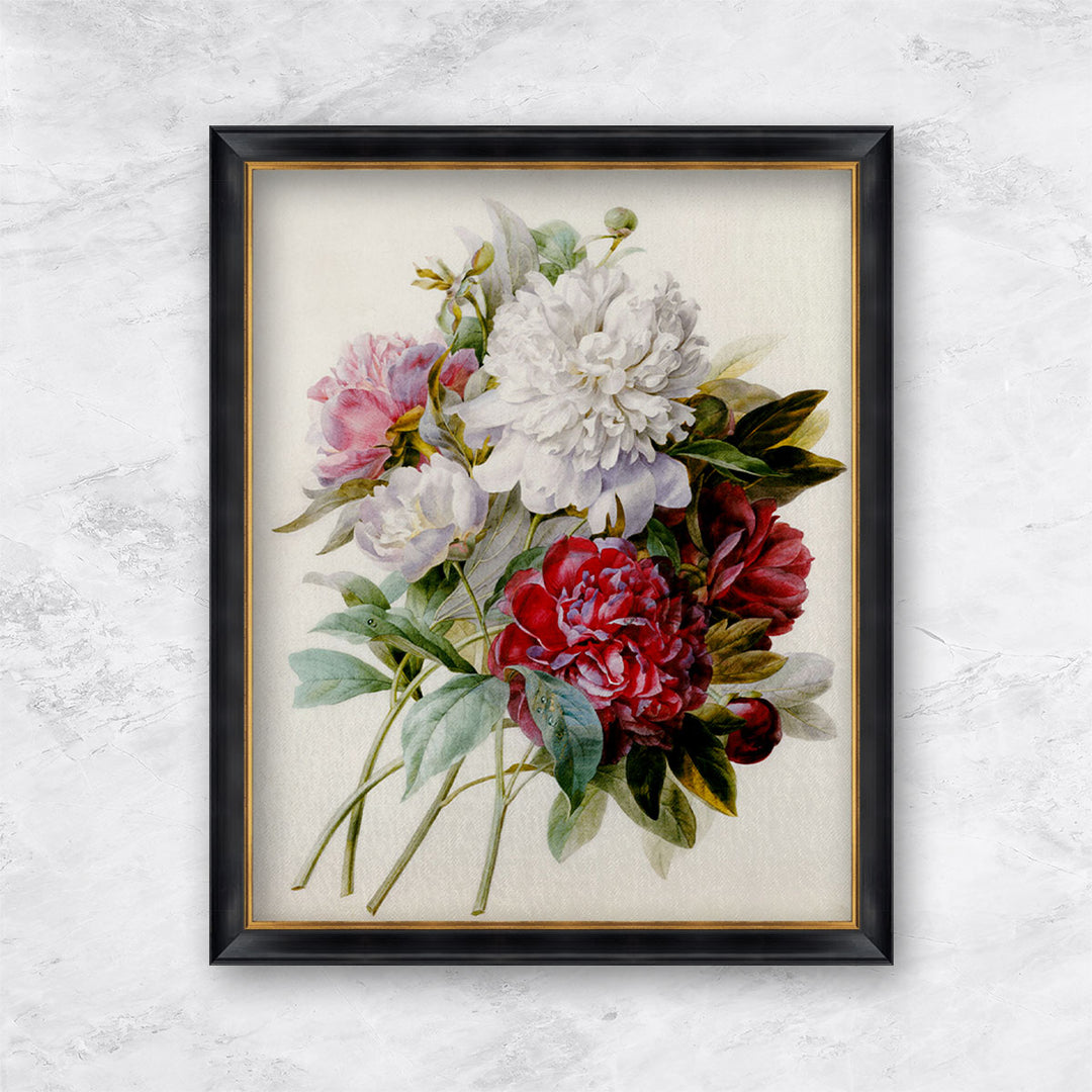 "A Bouquet Of Red, Pink And White Peonies" | Pierre Joseph Redouté