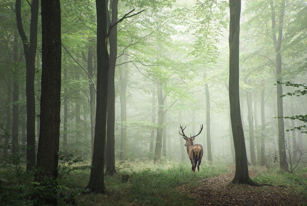 Hirsch im morgendlichen Wald
