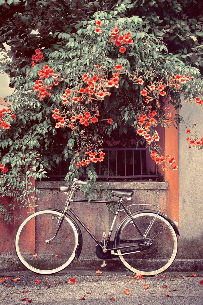 Akustikbild - Fahrrad unter roten Blüten