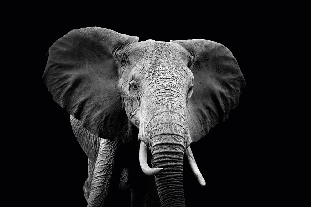 Akustikbild - Majestätischer Elefant