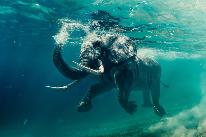 Akustikbild - Schwimmender Elefant