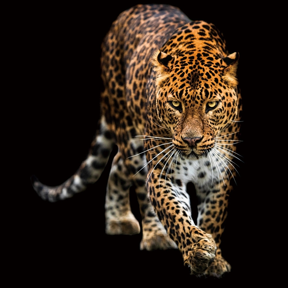 Schleichender Leopard | Digitaldruck auf Sicherheitsglas