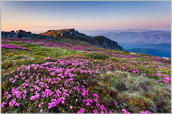 Alpenlandschaft mit lila Blumen