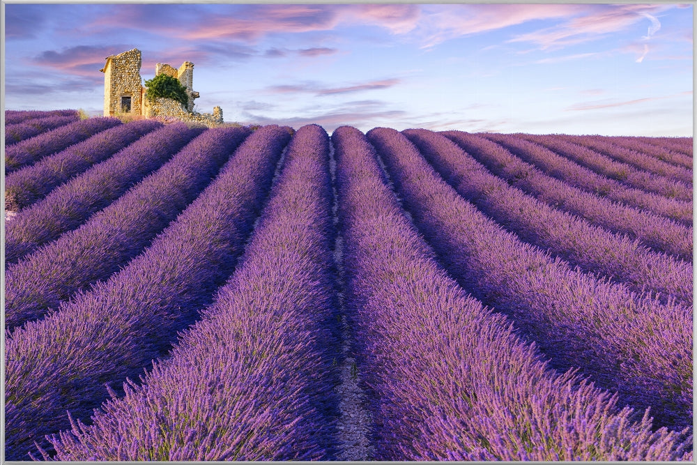 Lavendelfeld 5