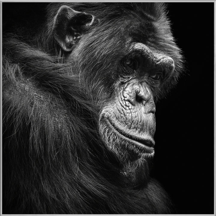 Schimpanse in Gedanken